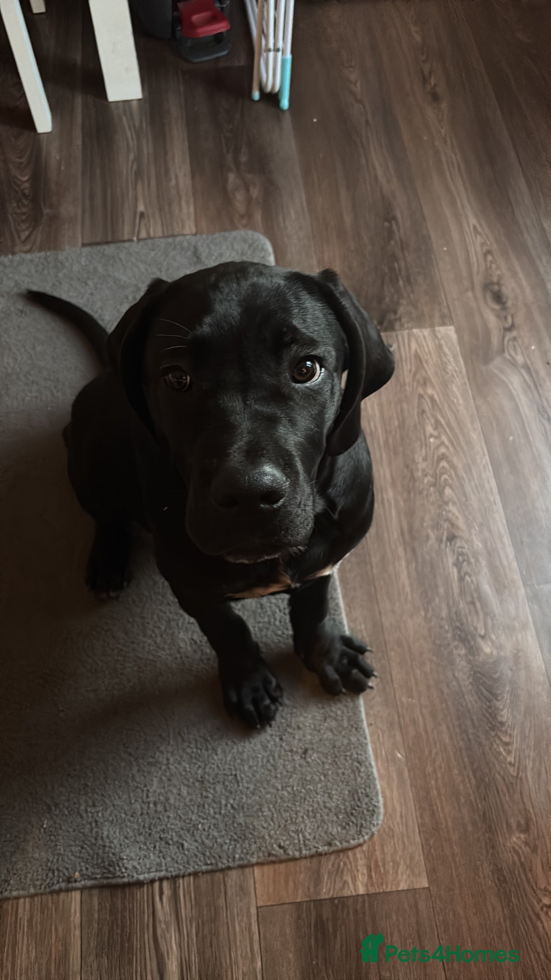 Cane Corso dogs for sale: Cane Corso  - Image 2