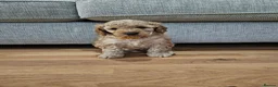 Cockapoo dogs for sale: Male Cockapoo F2 - Advert 1