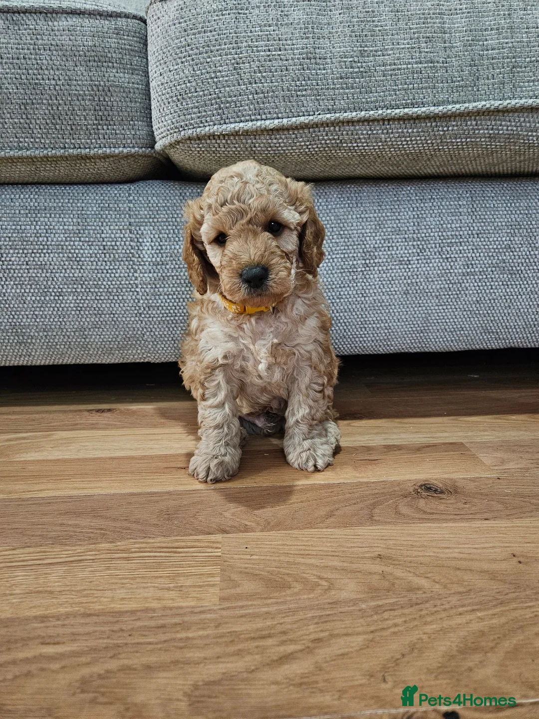 Cockapoo dogs for sale: Male Cockapoo F2 - Advert 1