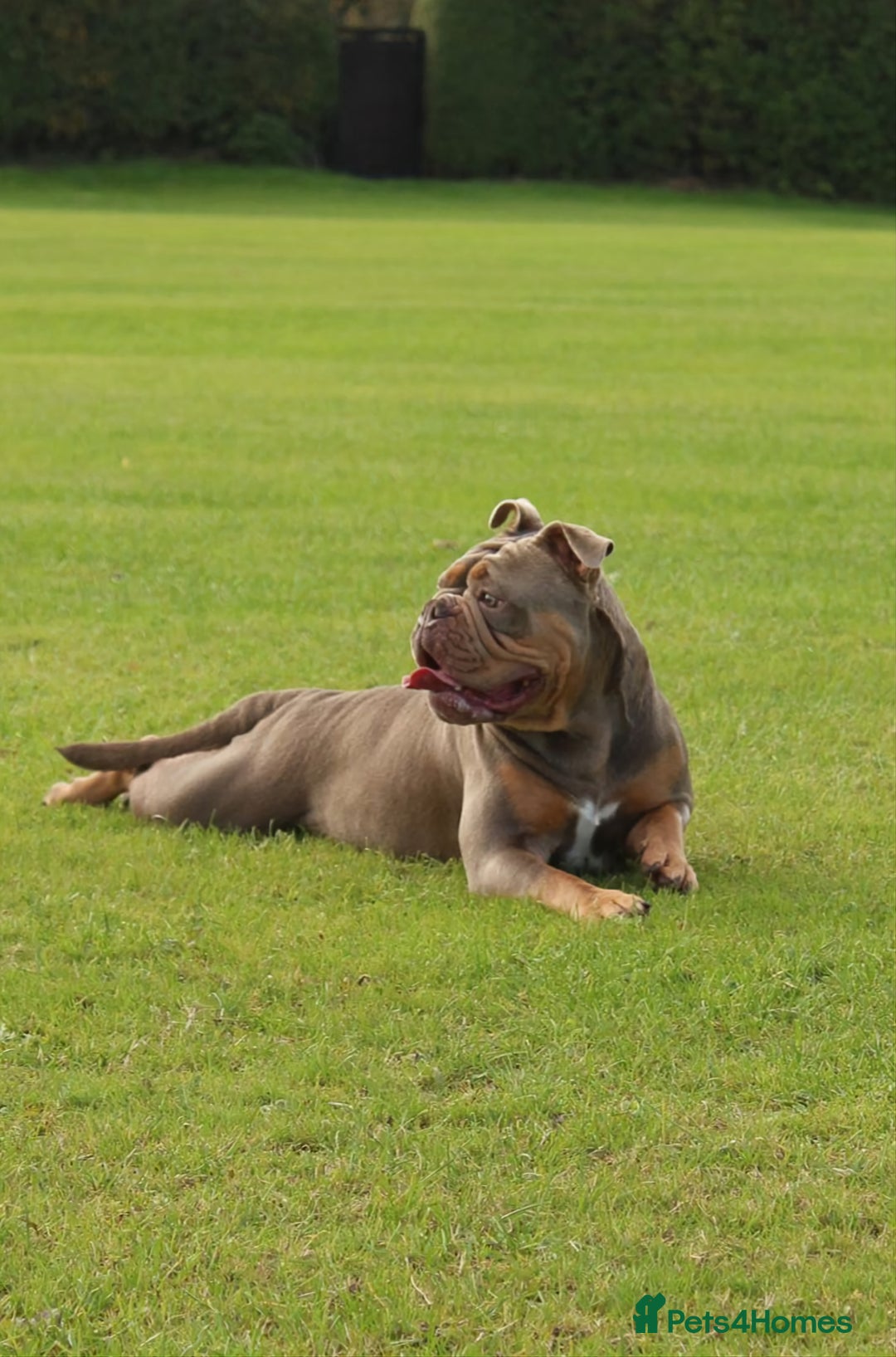 Olde English Bulldogge dogs for sale: Genetic Clear, Hip & Elbow Graded Breeding - Image 24