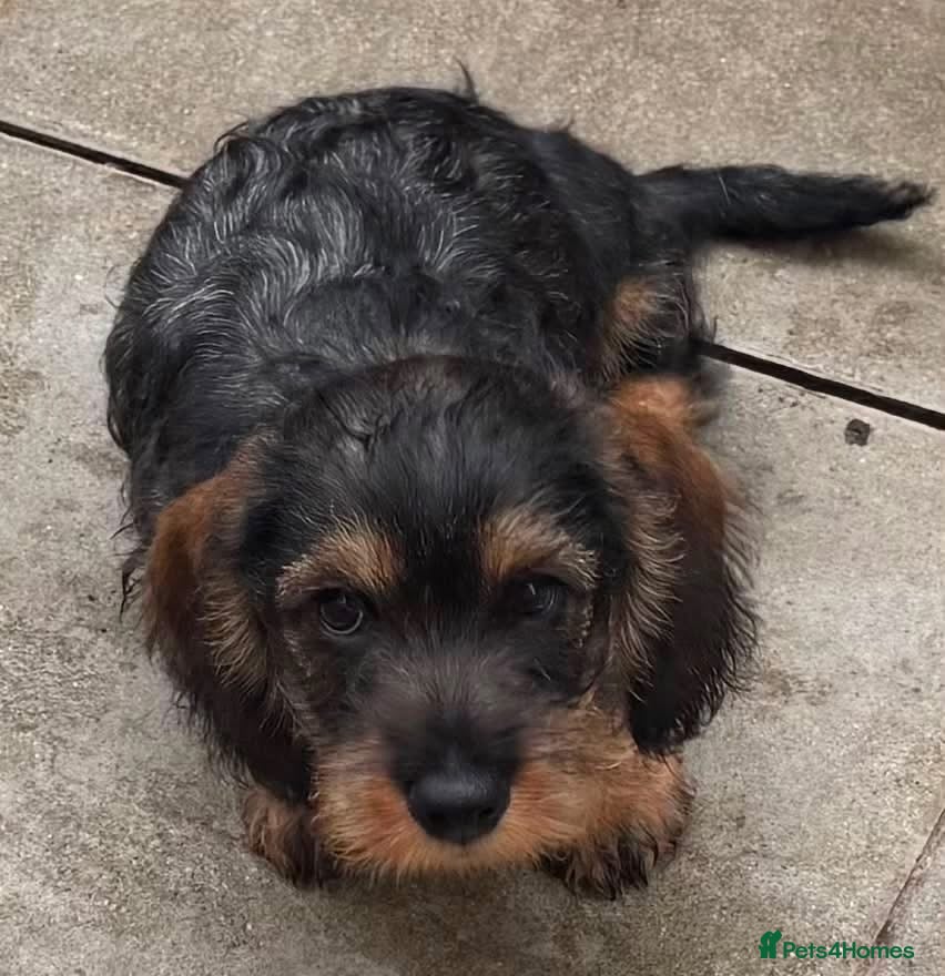 Dachshund dogs Ready now  - Advert 15
