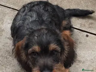 Dachshund dogs Ready now - Advert 15