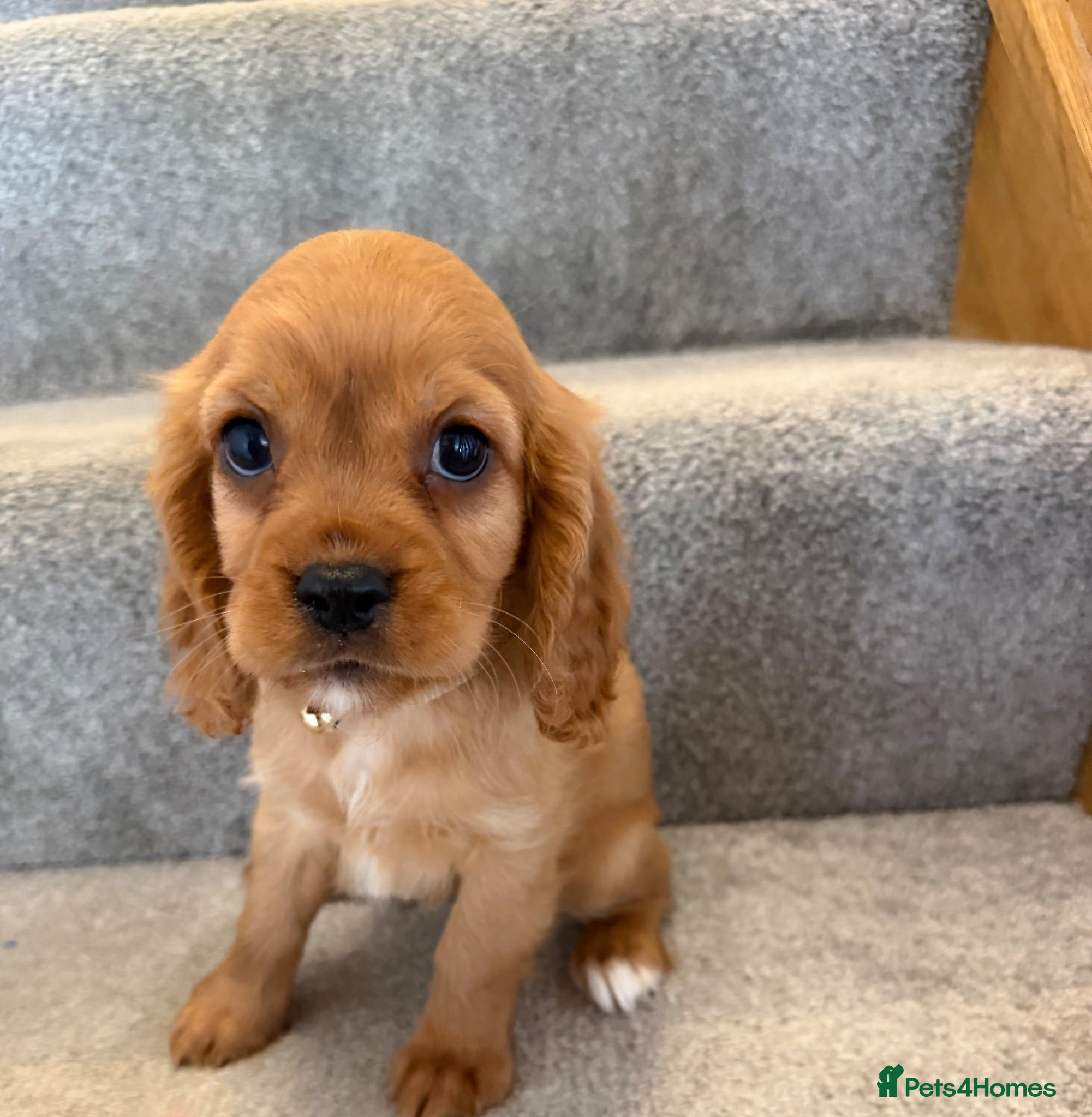 Cavalier King Charles Spaniel dogs Cavalier King Charles puppies  - Advert 5