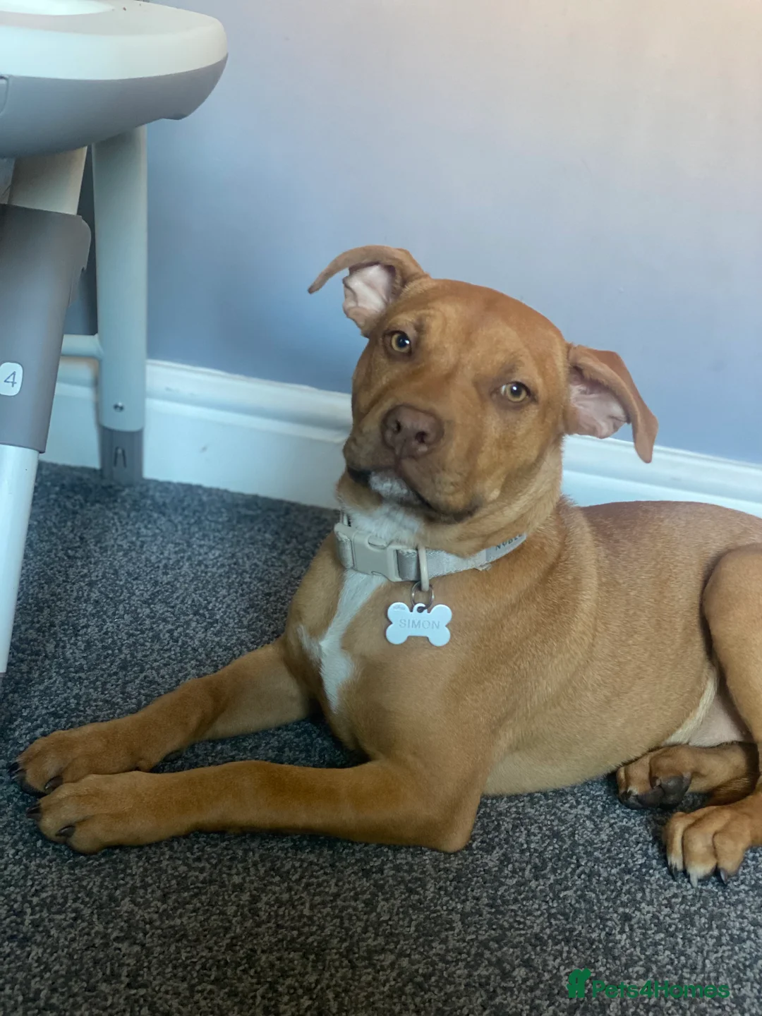 Staffordshire Bull Terrier dogs for sale: Rehoming Our Family Staffy - Advert 8