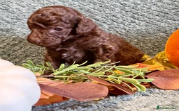 Miniature Poodle dogs for sale: Beautiful Miniature Poodle pups  - Image 8