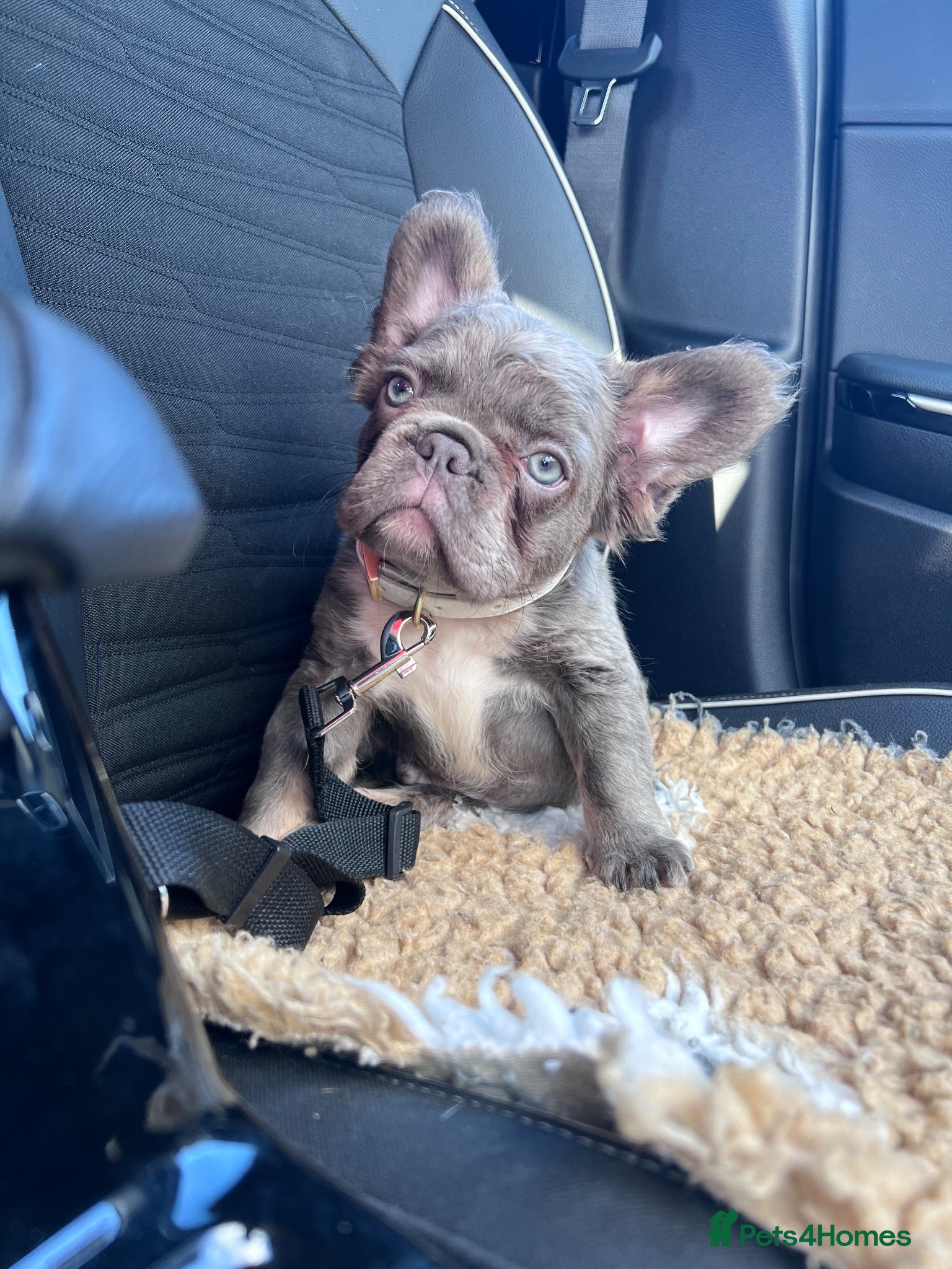 French Bulldog dogs Council Licensed Fluffy French Bulldog Puppies - Advert 1