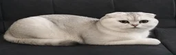 Scottish Fold cats for sale: purebred Scottish kittens - Advert 17
