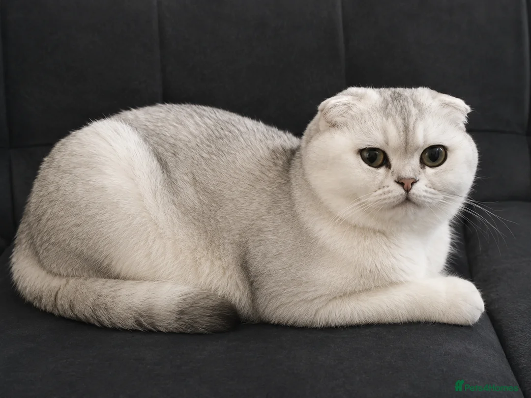 Scottish Fold cats for sale: purebred Scottish kittens - Advert 17