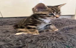 Mixed Breed cats for sale: Stunning cream tabby girl & 2 tabby boy kittens - Image 11