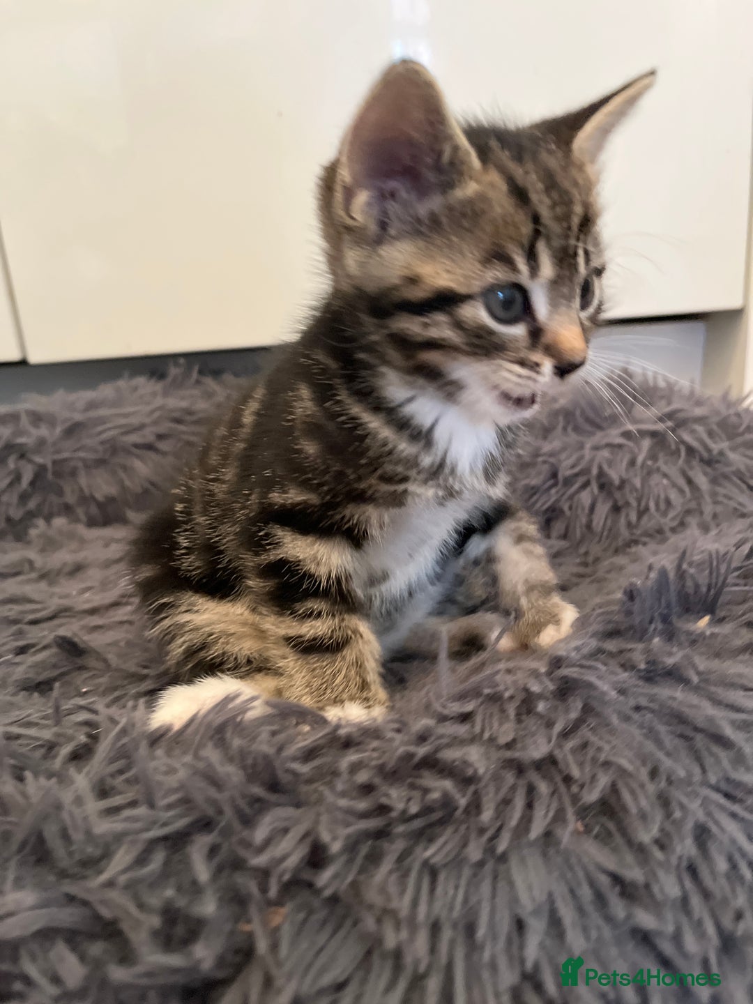 Mixed Breed cats for sale: Stunning cream tabby girl & 2 tabby boy kittens - Image 11