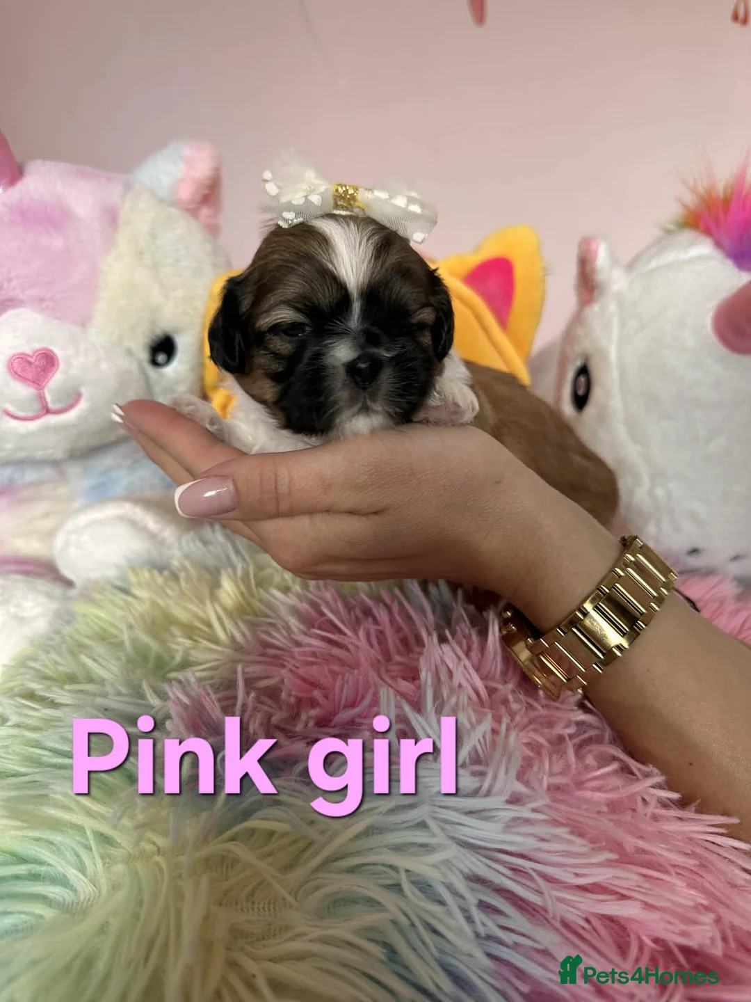 Shih Tzu dogs for sale: 🥰🐾 Adorable Shih Tzu Puppies 🐾🥰 - Advert 19