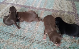 Chihuahua dogs for sale: Chihuahua puppies qty 4 - Image 4