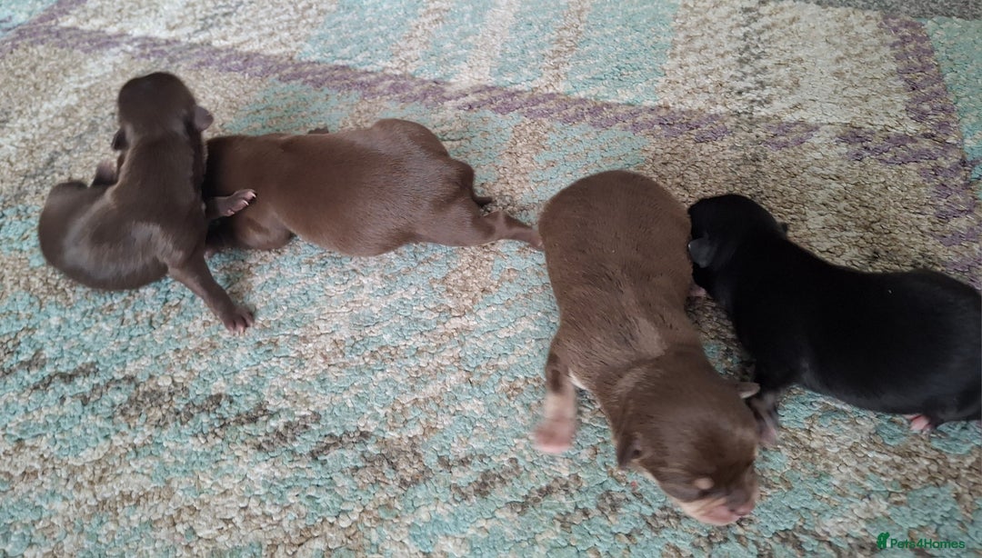 Chihuahua dogs for sale: Chihuahua puppies qty 4 - Image 4