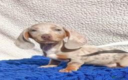 Dachshund dogs for sale: FULLY VAC RAINBOW MINI DAXI PRA CLR KC REG - Image 11