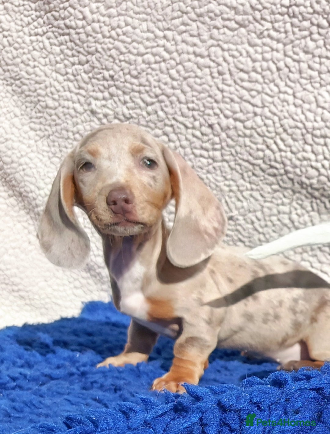Dachshund dogs for sale: FULLY VAC RAINBOW MINI DAXI PRA CLR KC REG - Image 11