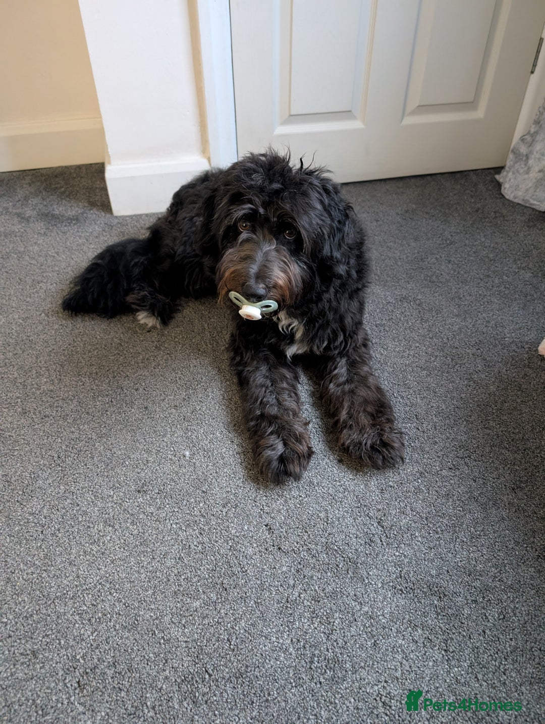 Bordoodle dogs for sale: Bordoodle - Image 4