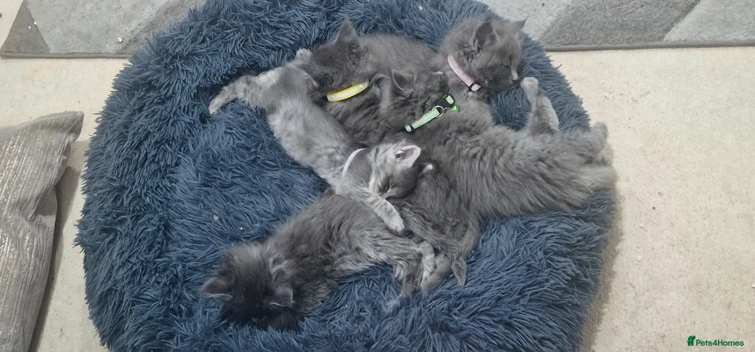 Maine Coon cats for sale: Beautiful Maine Coon kittens - Advert 2