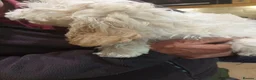 Cockapoo dogs for sale: Cute Cockapoo pups in Penrith - Advert 2