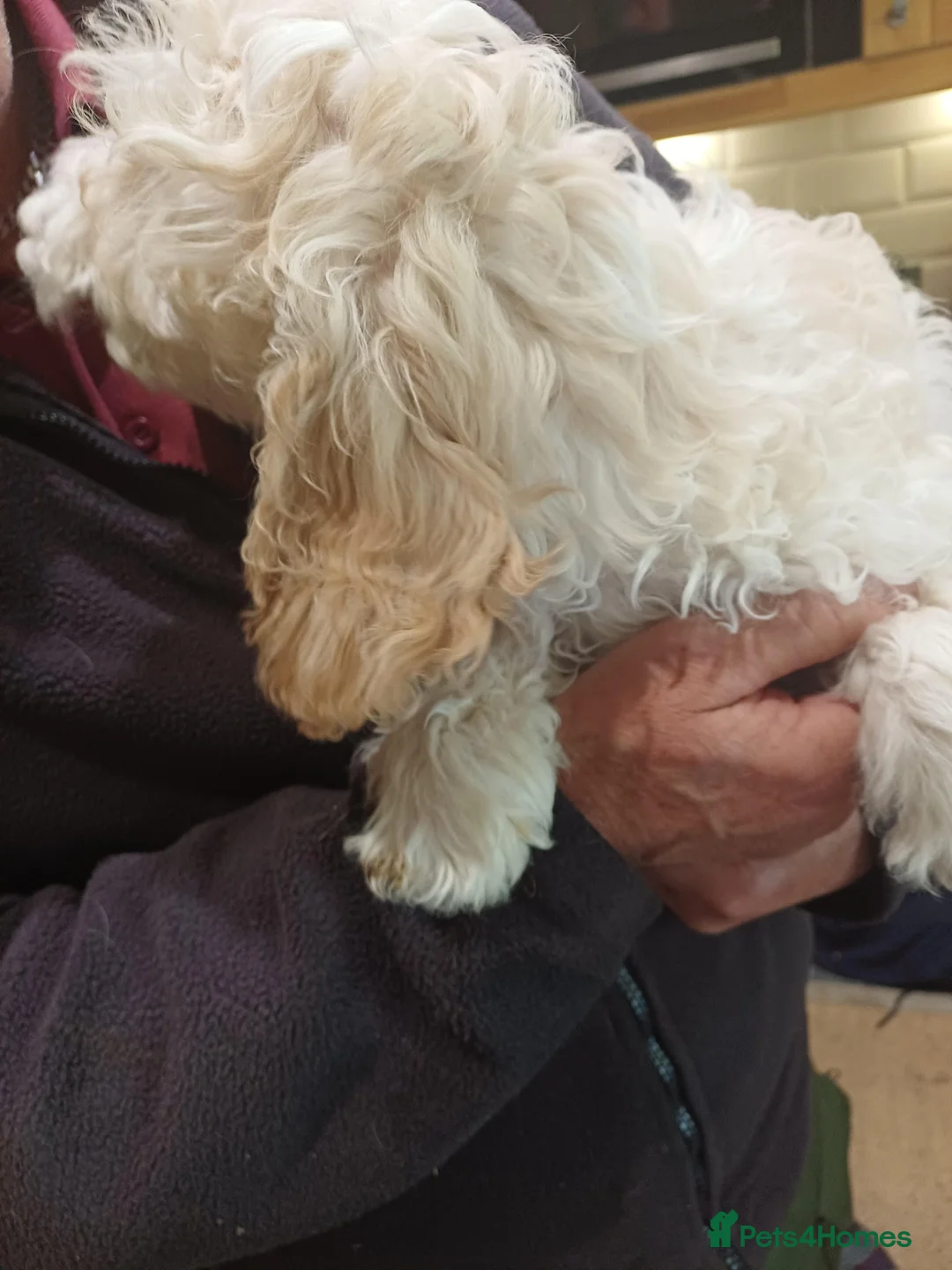 Cockapoo dogs for sale: Cute Cockapoo pups in Penrith - Advert 2