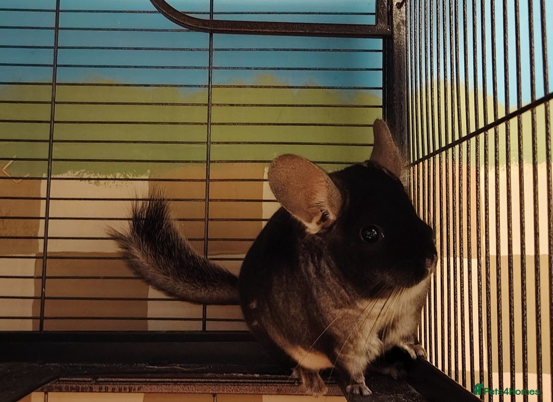 Chinchilla rodents for sale: Male Chinchilla For Sale with Cage - Advert 2