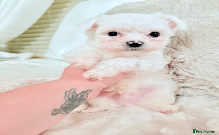 Morkie dogs - Advert 2