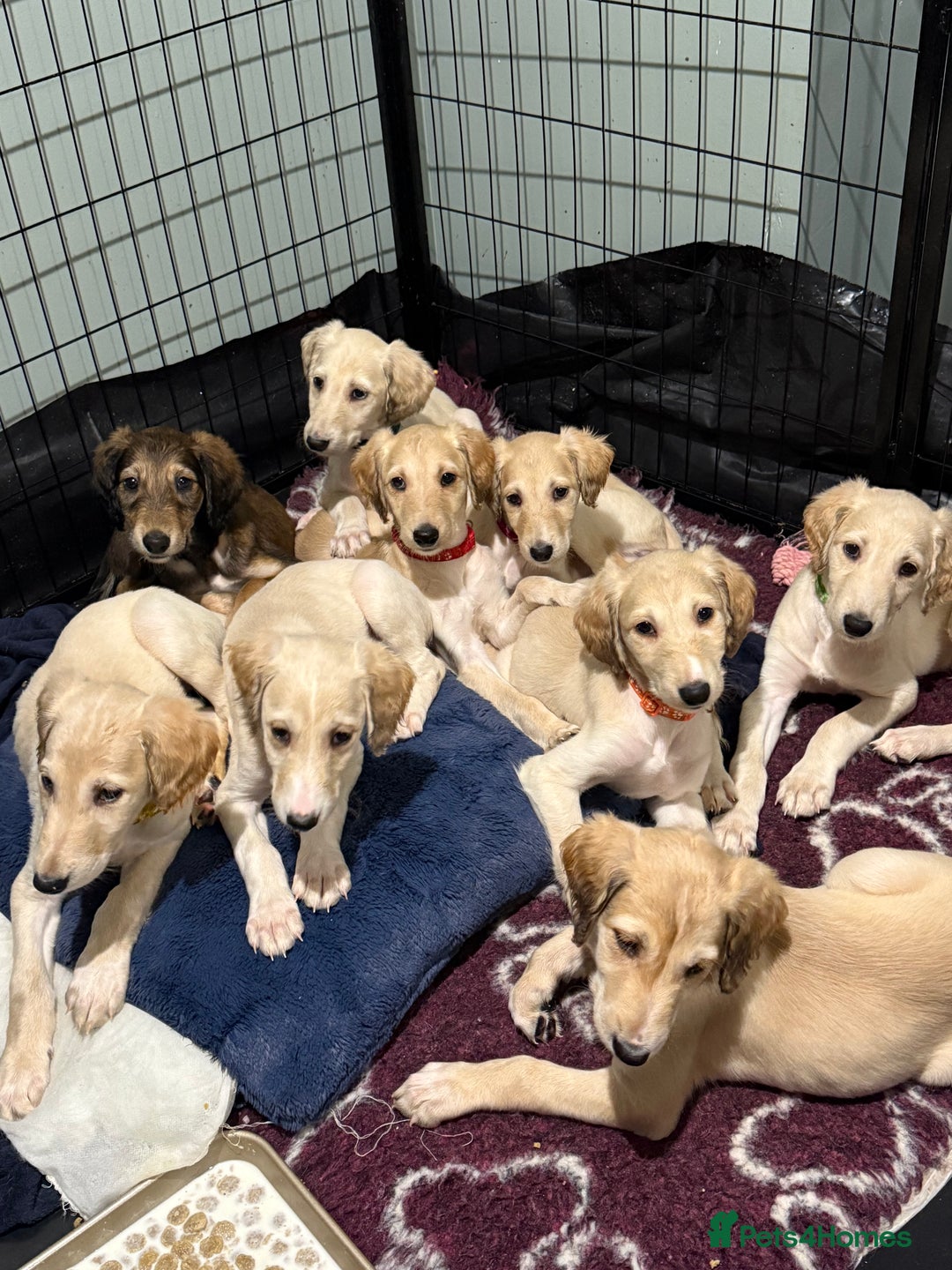 Saluki dogs for sale: Saluki  - Image 5