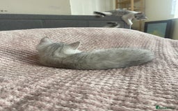 British Shorthair cats for sale: READY NOW ☺️4 British short hair & Ragdoll kittens - Image 33