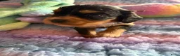 Cockalier dogs for sale: Beautiful, health tested cockalier puppies.  - Advert 36