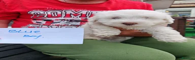 Bichon Frise Puppy 2