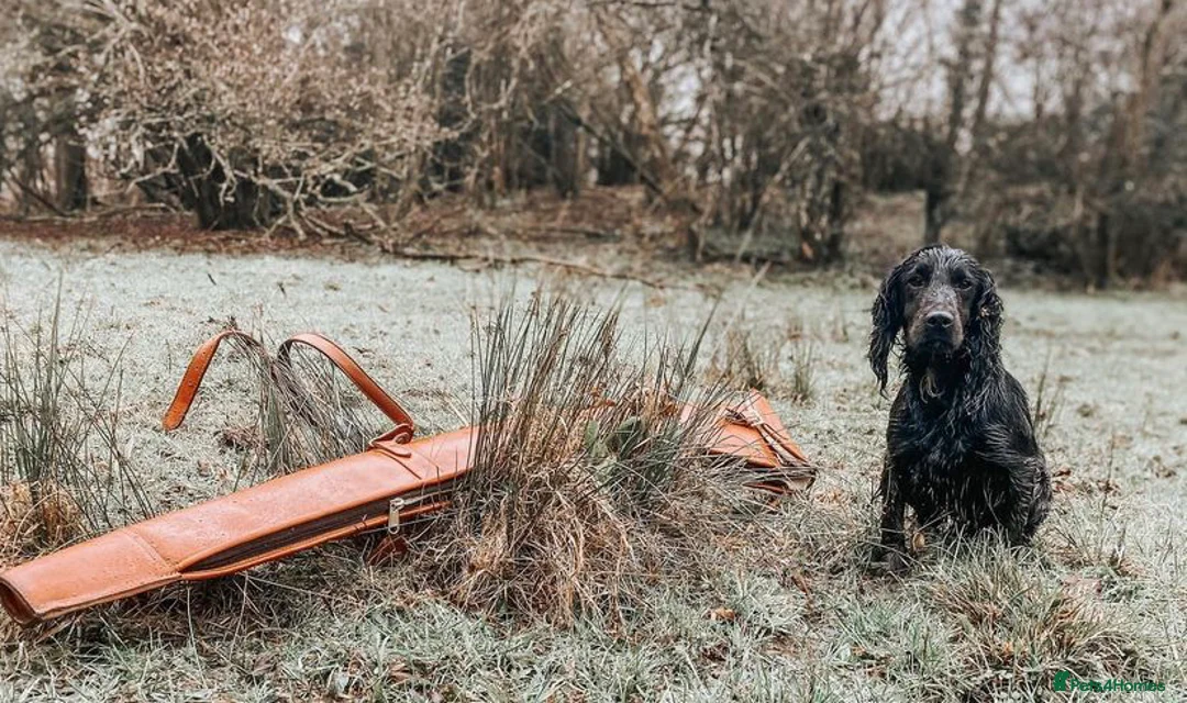 Cocker Spaniel dogs for stud: Ammerdown Galahad - Health Tested Stud in Frome - Advert 12