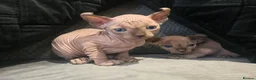 Sphynx cats for sale: LAST BOY💕READY 🩵SPHYNX KITTEN🩵 TESTED - Advert 22