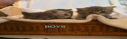 Persian cats for sale: Persian x - Advert 3