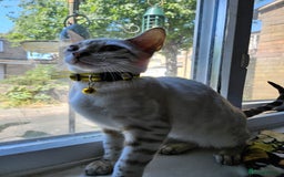 Bengal cats for sale: Snow bengal kittens for loving homes  - Image 17