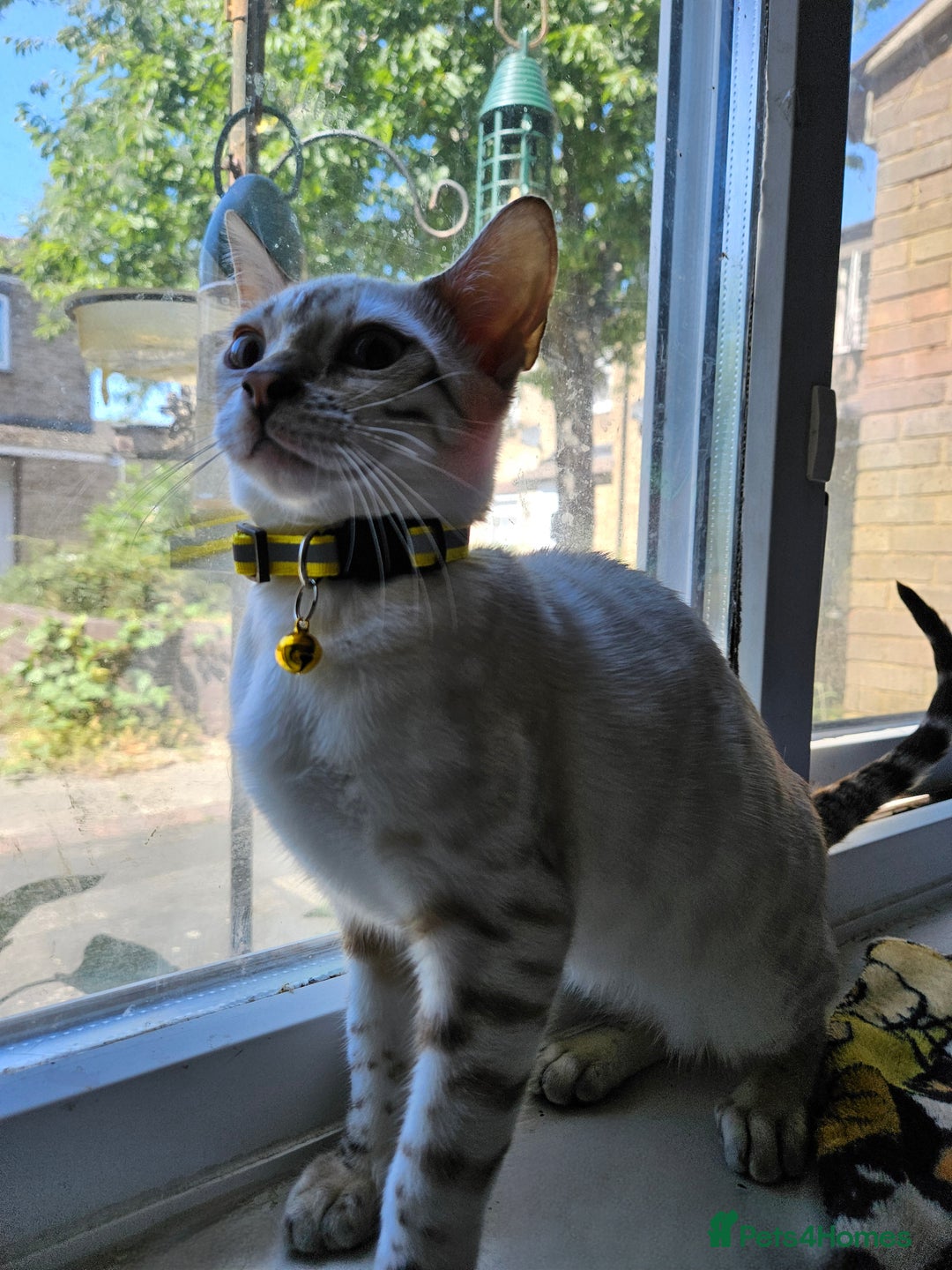 Bengal cats for sale: Snow bengal kittens for loving homes  - Image 17