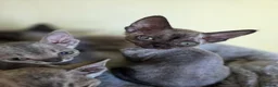 Devon Rex cats for sale: Pedigree TICA Registered Devon Rex  - Advert 10