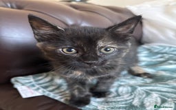 Mixed Breed cats for sale: 6 Beautiful long hair mixed kittens - ready 26/08 - Image 10