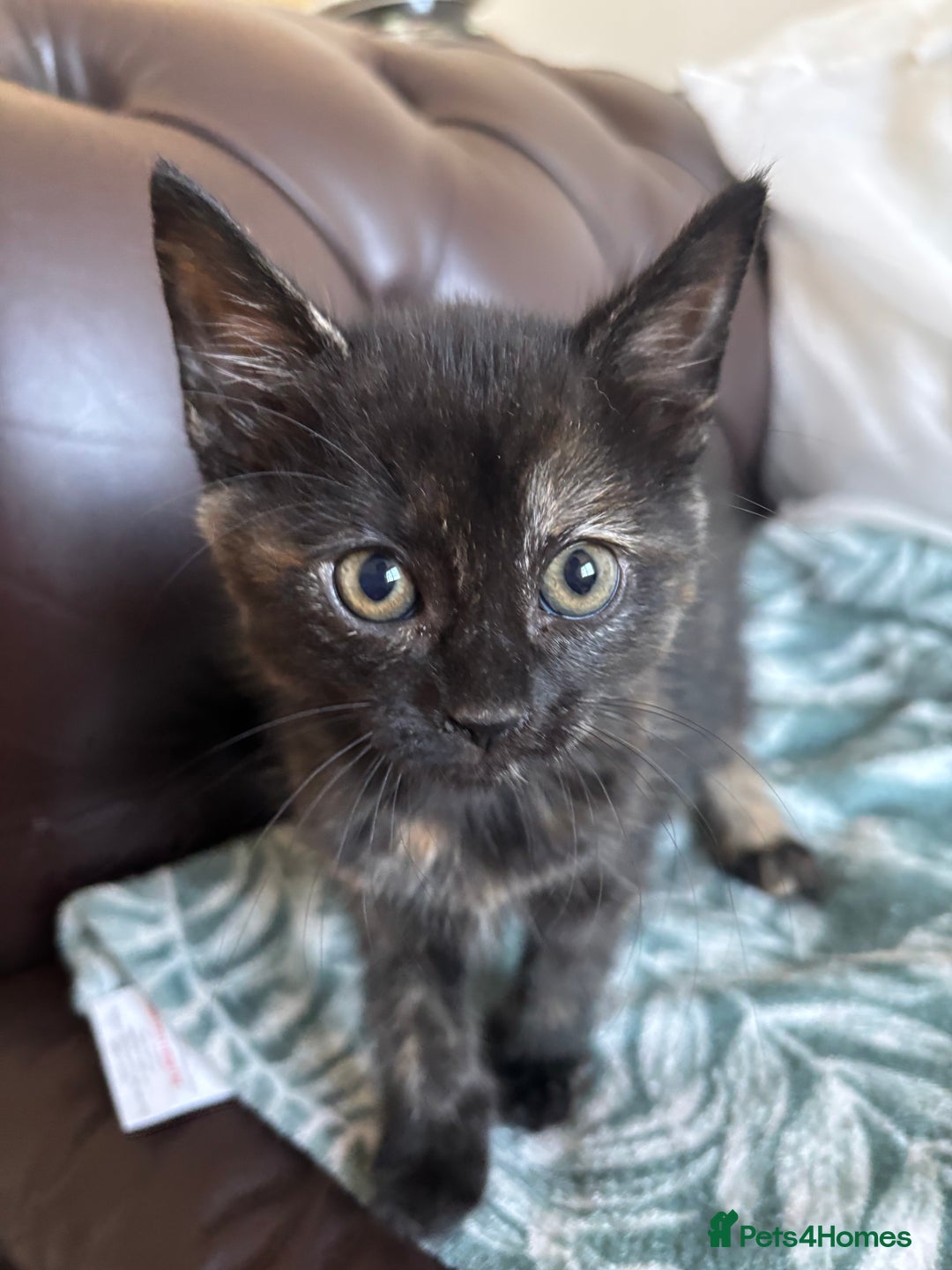 Mixed Breed cats for sale: 6 Beautiful long hair mixed kittens - ready 26/08 - Image 10