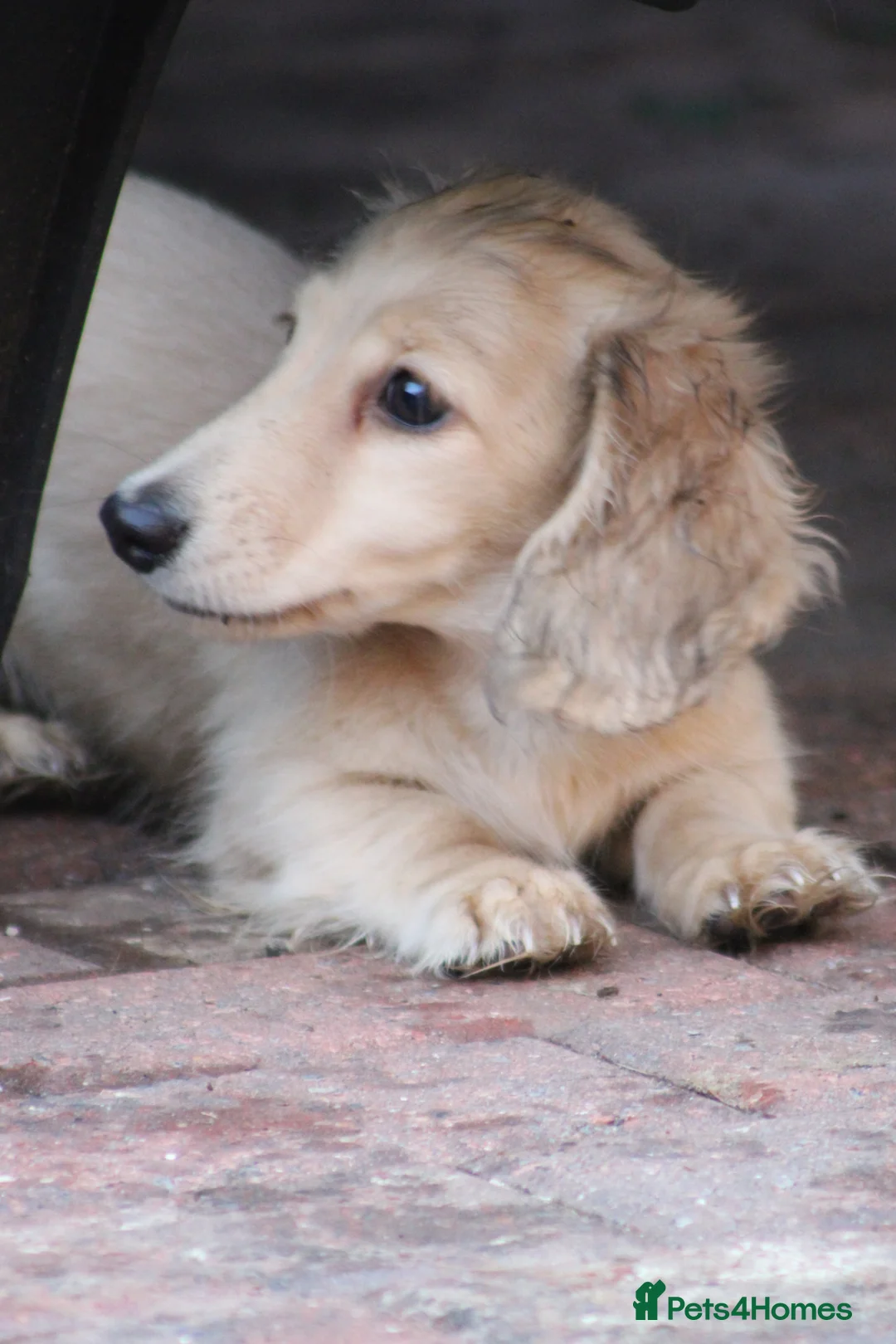 Miniature Dachshund dogs for sale: Cream girl  - Advert 2