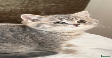 British Shorthair cats Bsh Cute Teddy Bears  - Advert 16