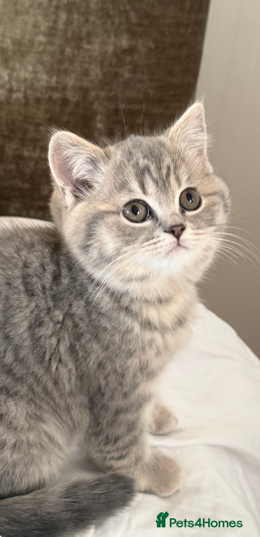 British Shorthair cats for sale: Bsh Cute Teddy Bears  - Advert 3