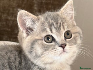 British Shorthair cats Bsh Cute Teddy Bears - Advert 2