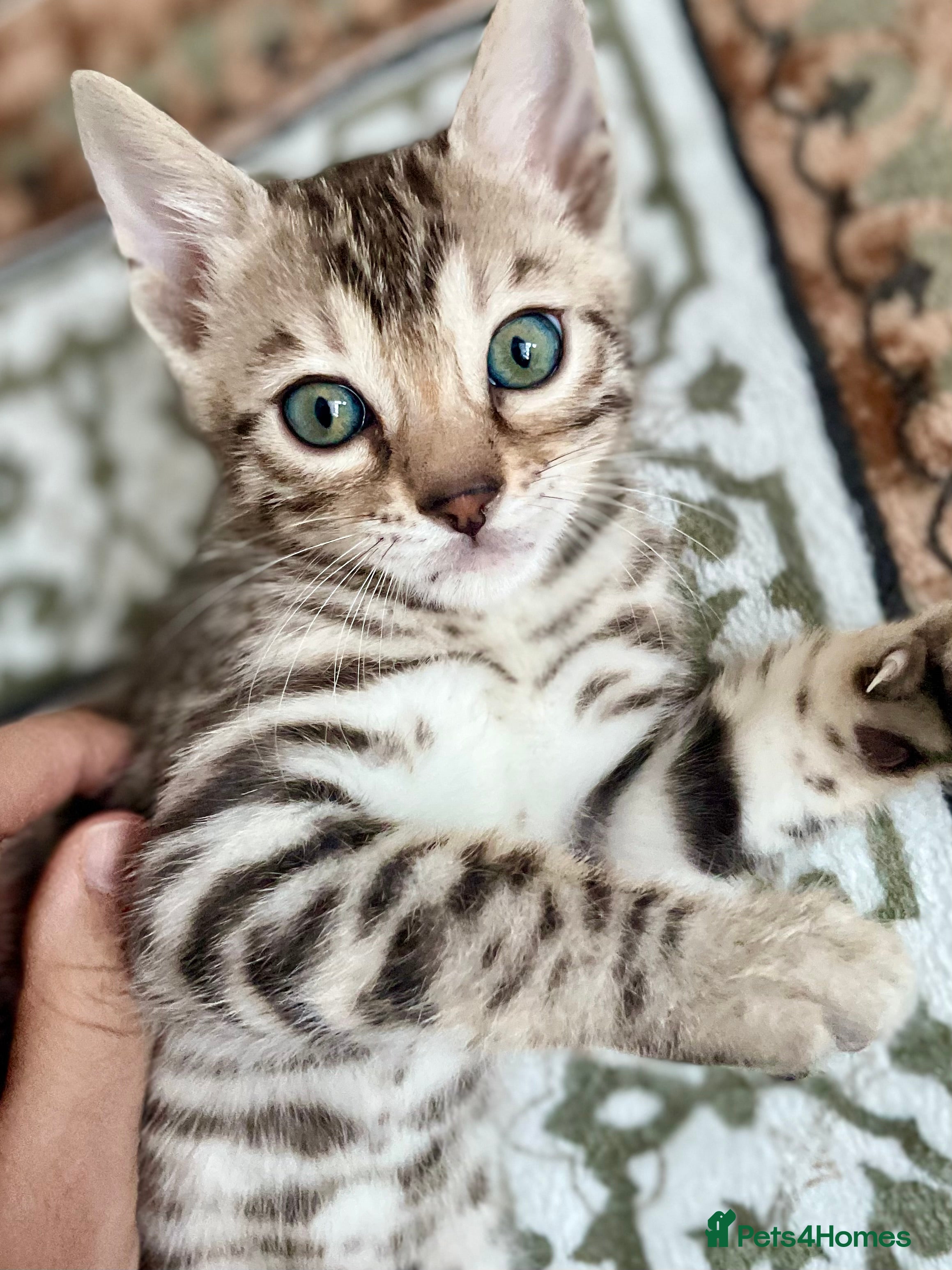 Bengal cats 🥇🏆5th Generation Pure Pedigree Tica Bengals🏆🥇 - Advert 1