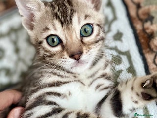 Bengal cats 🥇🏆5th Generation Pure Pedigree Tica Bengals🏆🥇 - Advert 4