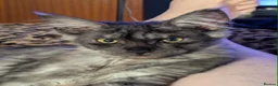 Maine Coon cats for sale: Beautiful wolf looking Maine coon girl  - Advert 1