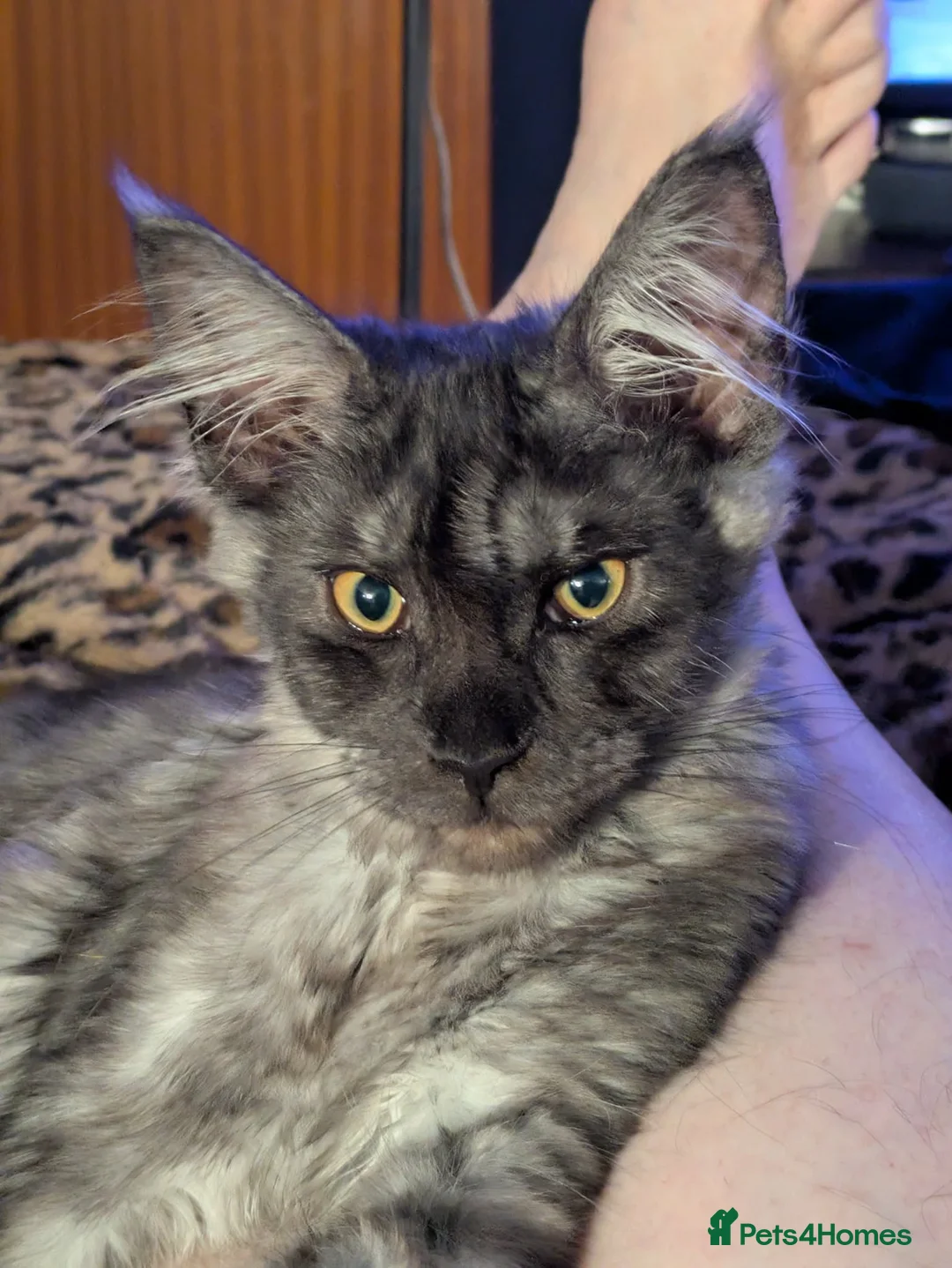 Maine Coon cats for sale: Beautiful wolf looking Maine coon girl  - Advert 1