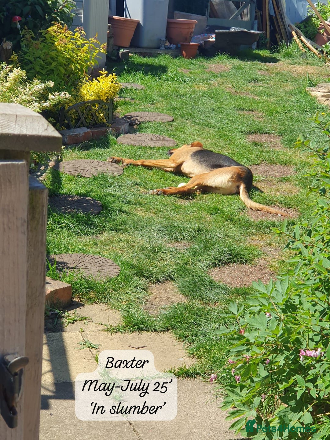 Mixed Breed dogs for adoption: Baxter, 5 yrs old boy. Available for adoption. - Image 16