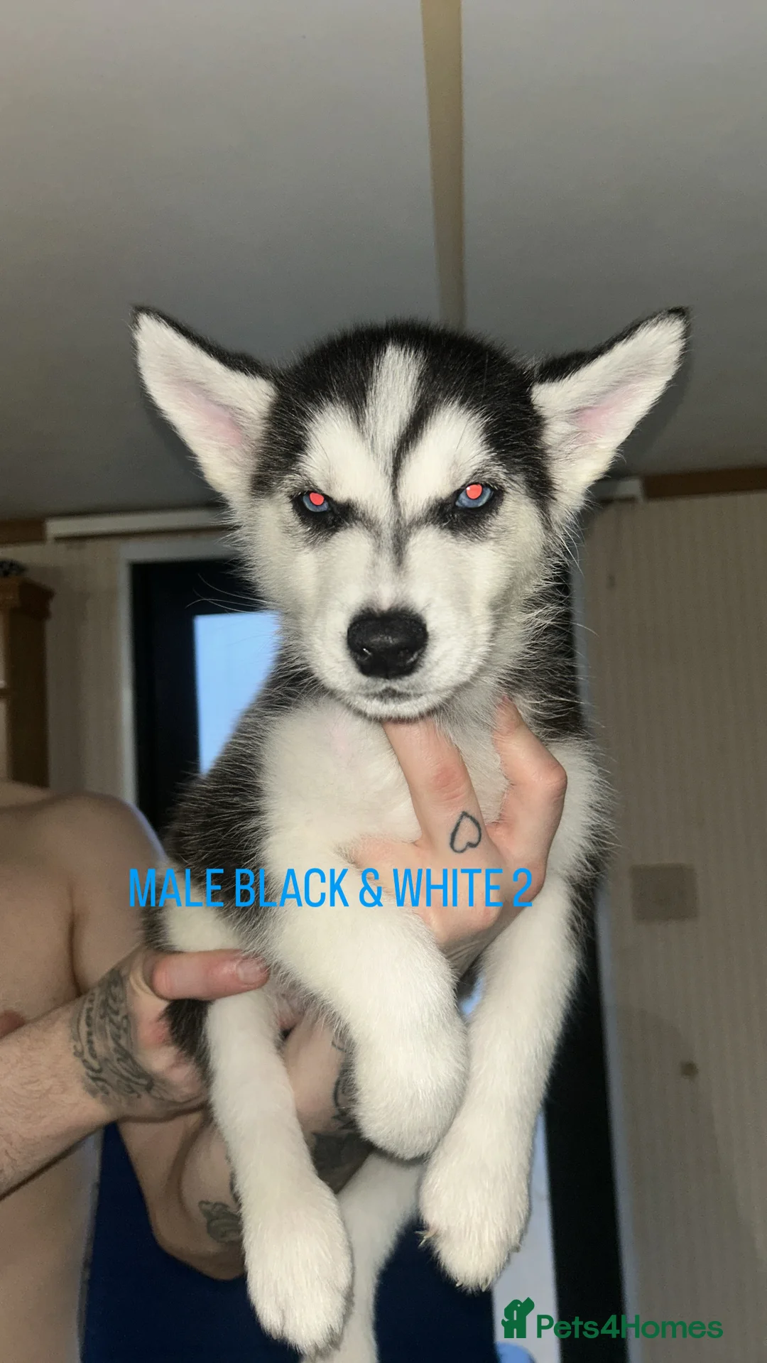 Siberian Husky dogs for sale: PURE SIBERIAN HUSKY PUPPIES  - Advert 17