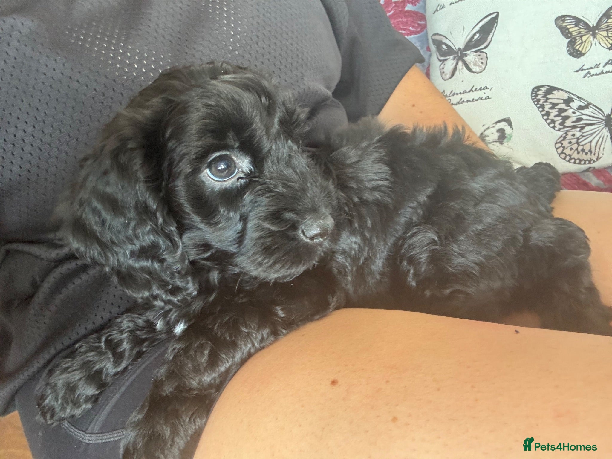 Cockapoo dogs Beautiful F1 Cockapoo Puppies - Raised with Love - Advert 2