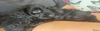 Cockapoo 2-mr blue 
