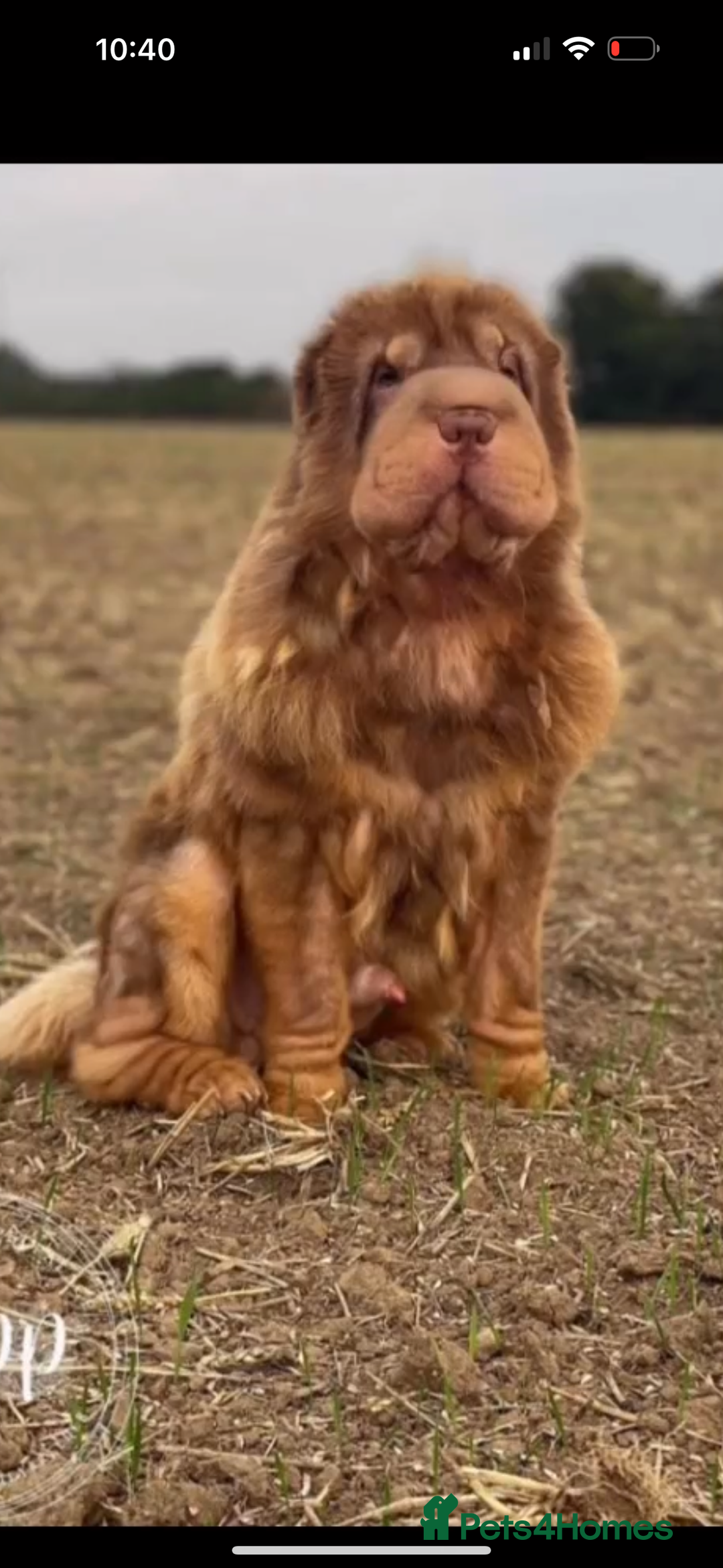 Shar Pei dogs for sale: ONLY 3 LEFT. OUTSTANDING KC BEAR & BRUSH PUPS - Advert 5
